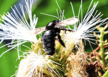Conoce todo sobre la abeja carpintera de Sonora