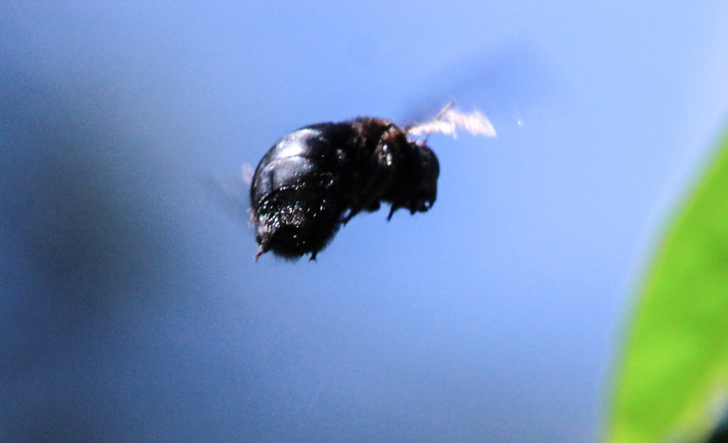 Abeja carpintera de Sonora volando.