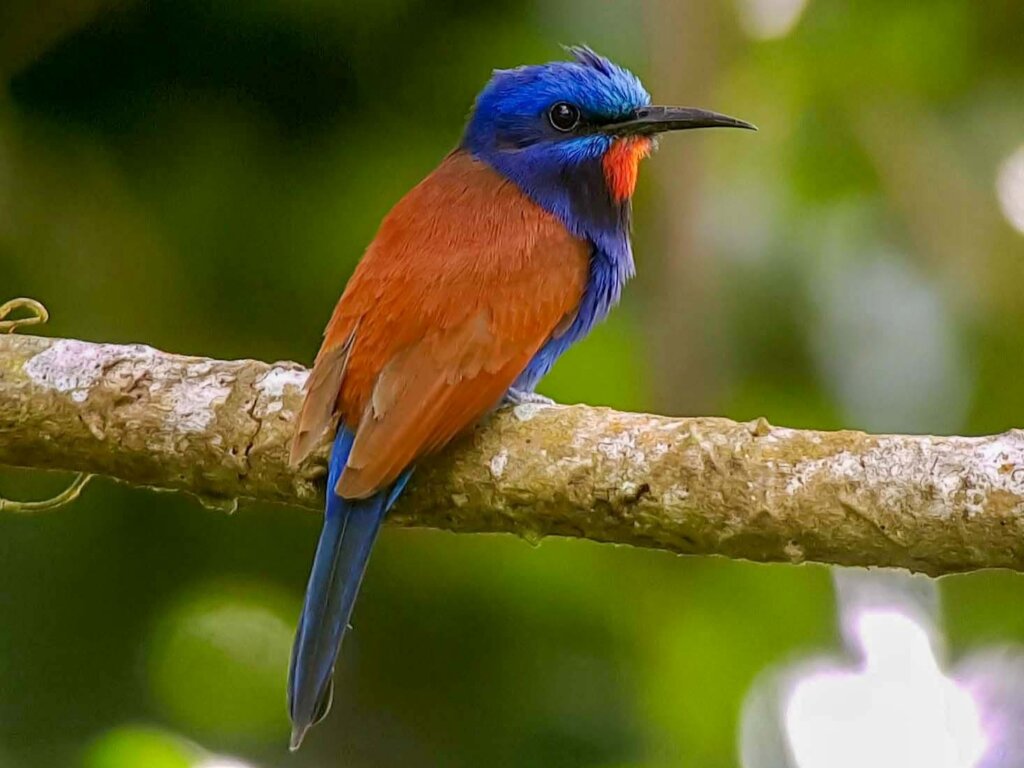 A blue-headed bee-eater.