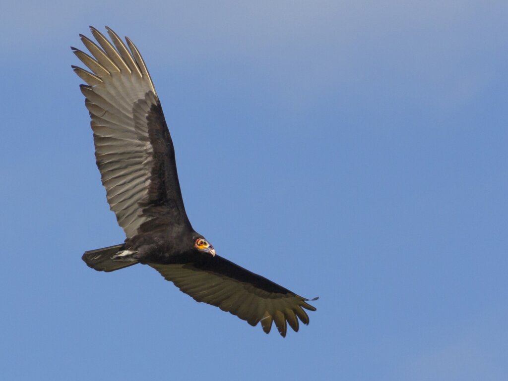 Avvoltoio testagialla minore in volo