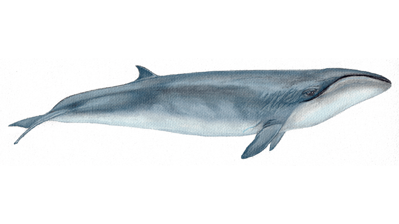 La ballena franca pigmea: características, reproducción y curiosidades