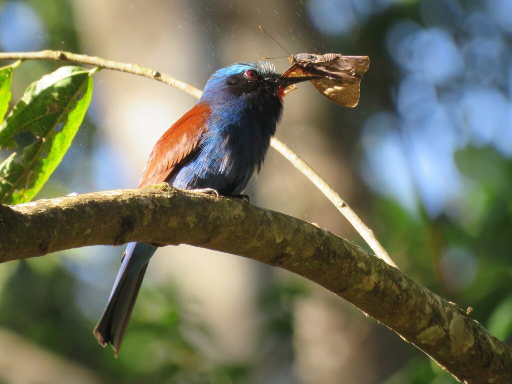 A blue-headed bee-eater.