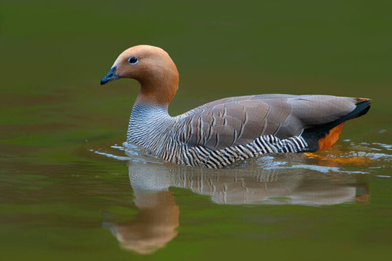 Cauquén colorado: en defensa de una especie en peligro de extinción