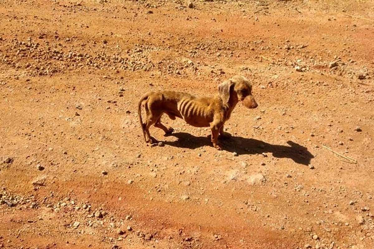 Os ciclistas viram em seus olhos a necessidade do cachorro e não hesitaram em ser sua salvação.