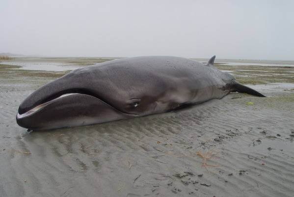 A stranded whale.