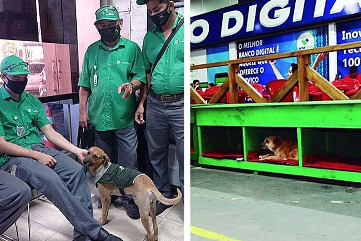 Para los empleados de la gasolinera, los perros son miembros de su familia, los cuidan y aman mucho.