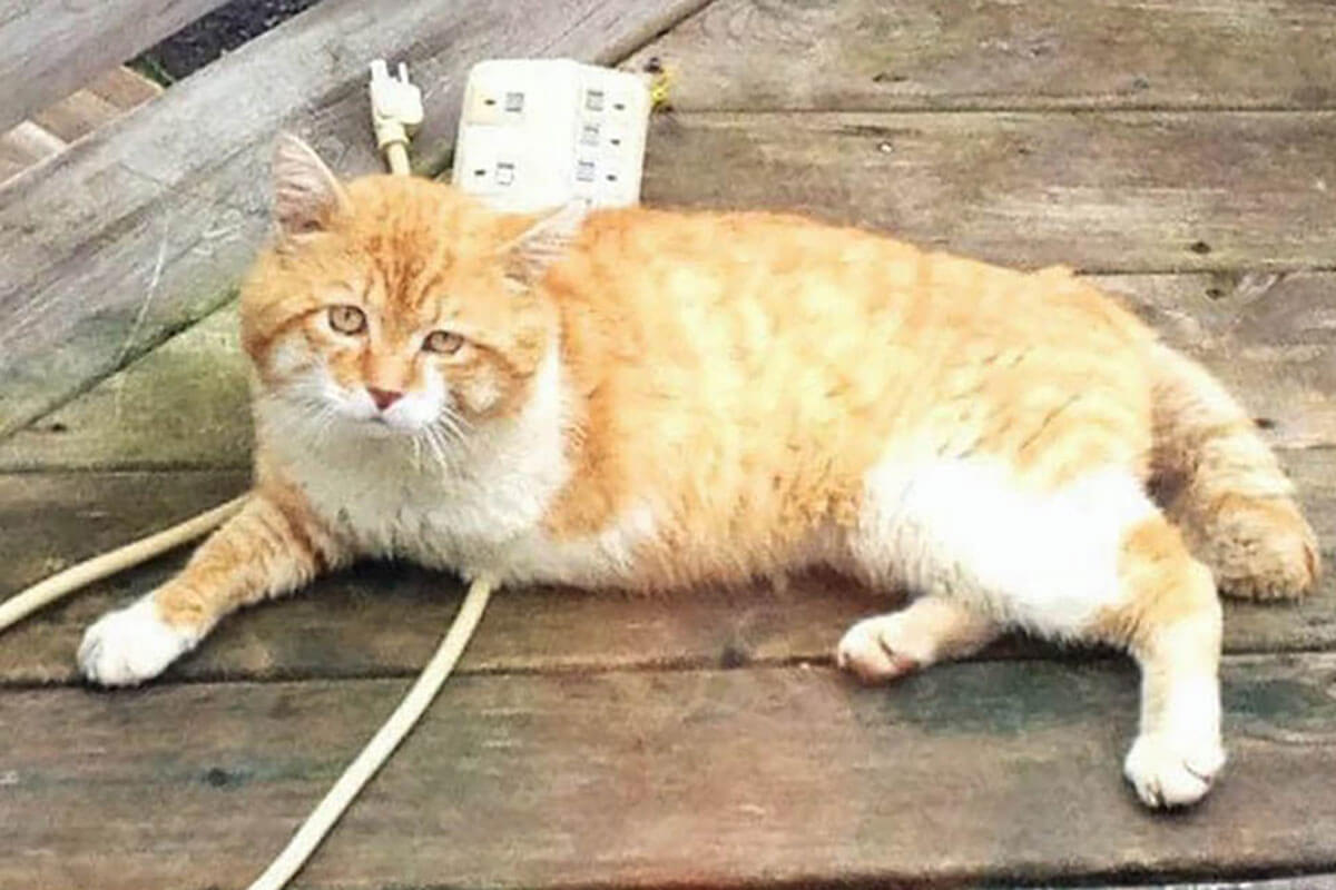 Bubby es un gatito con tres extremidades que no pudo vivir en la casa de un buen amigo humano, sin saber que este moriría y no lo volvería a ver.
