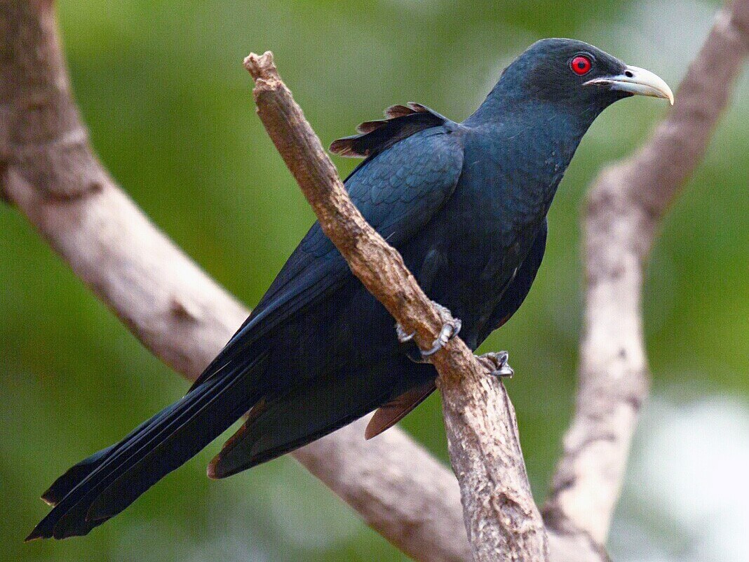 The Asian koel: characteristics, habitat and reproduction