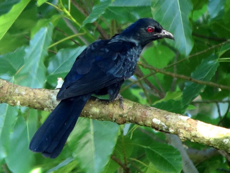 The Asian koel: characteristics, habitat and reproduction