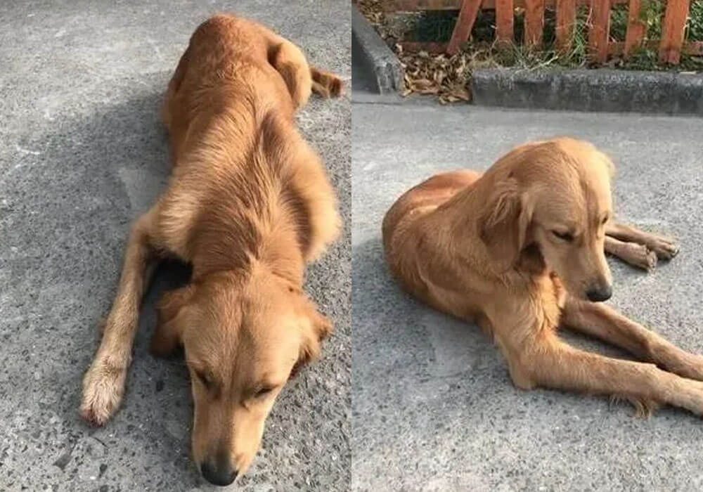 A cadela que caminha há semanas foi encontrada por um grupo de trabalhadores que a tratam com muito carinho.