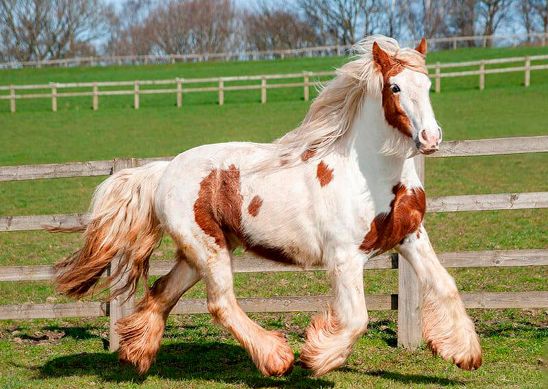 A transformação de Heidi chegou e suas imagens a fazem parecer um animal completamente diferente daquele que eles resgataram.