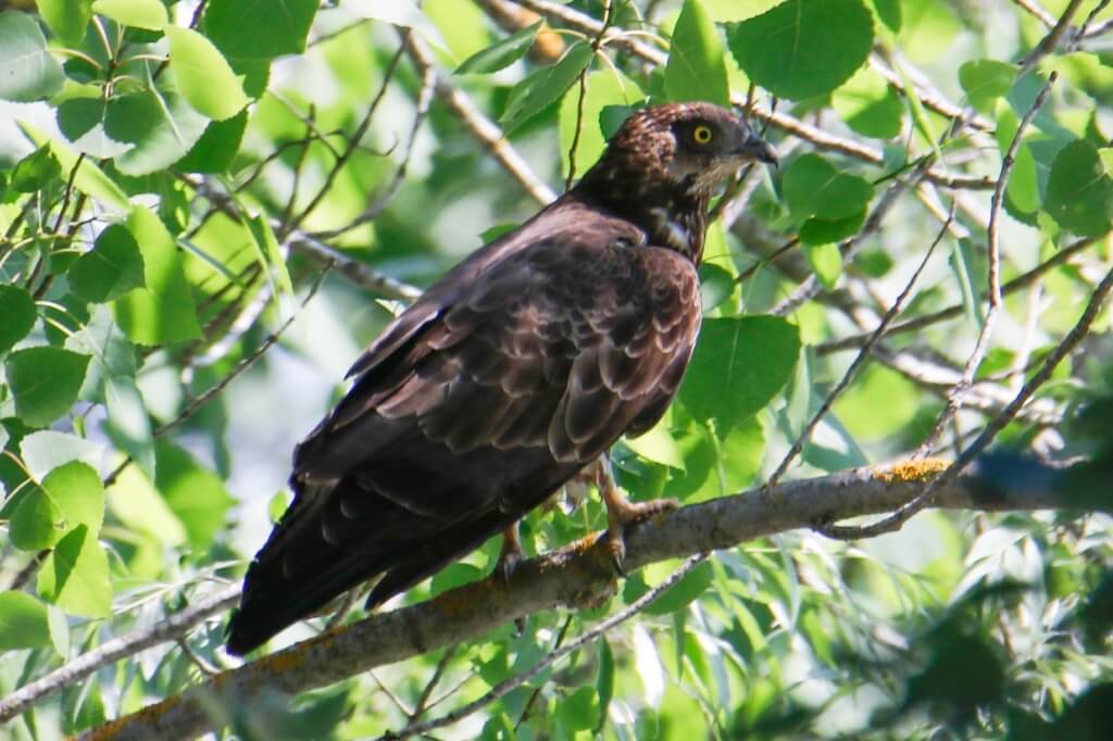 Philippine honey buzzard.
