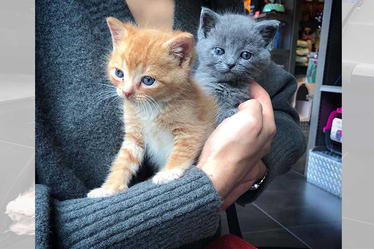 La mamá gata abandonó a los bebés, ellos la pasaron muy mal, pero lograron salir adelante con mucho amor y entrega.