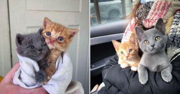 Mamá gata dejó a sus bebés en la puerta de una casa con la esperanza de que pudieran tener una vida mejor