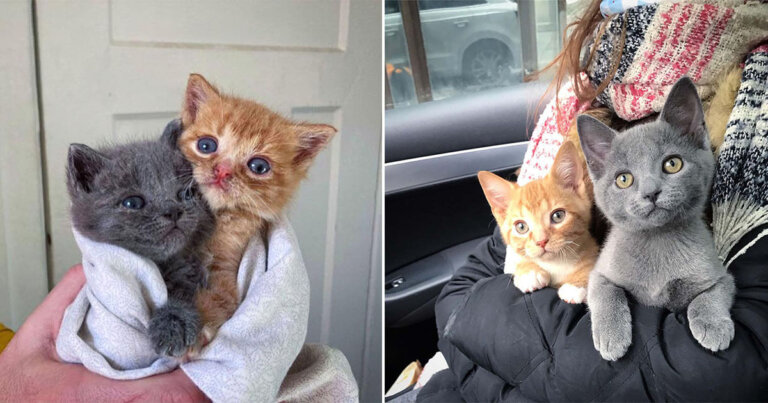 Mamá gata dejó a sus bebés en la puerta de una casa con la esperanza de que pudieran tener una vida mejor