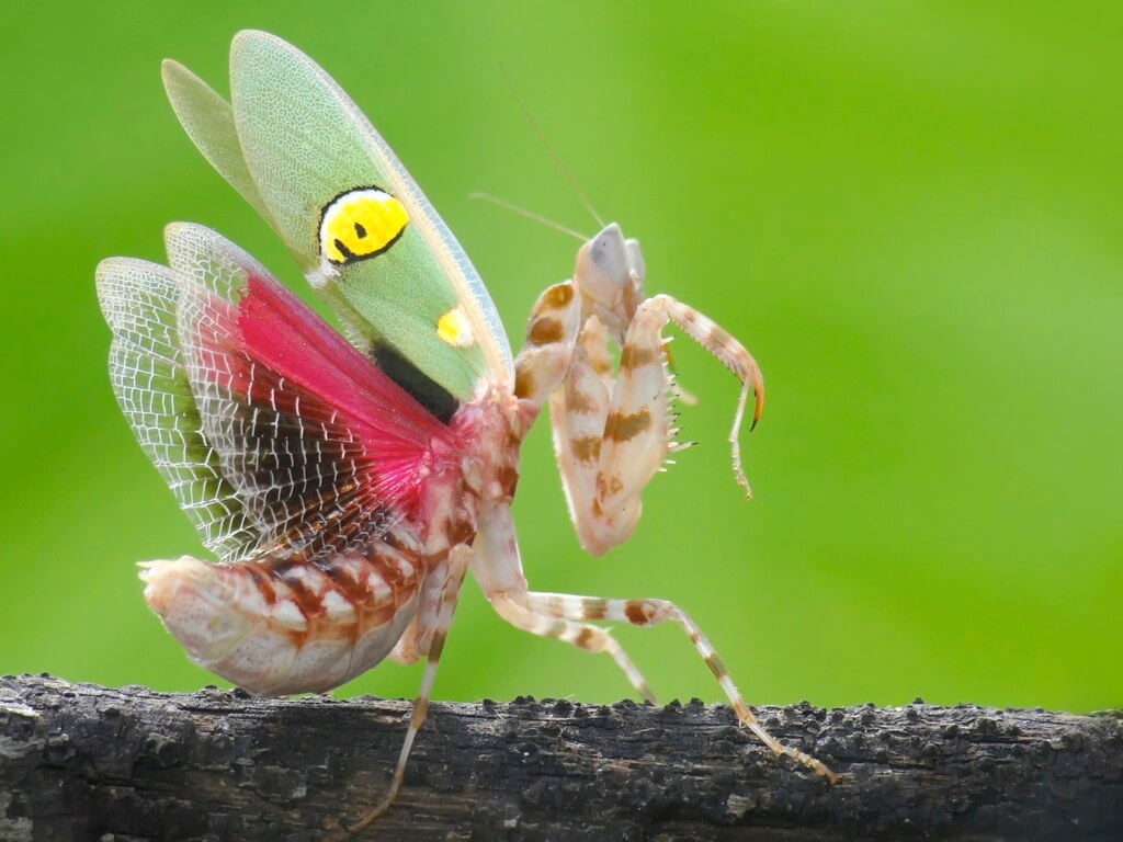 5 curiosidades de la mantis flor de la India
