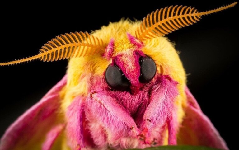 La mariposa rosada del arce: hábitat, características y reproducción