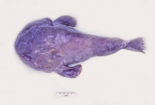 A blobfish.