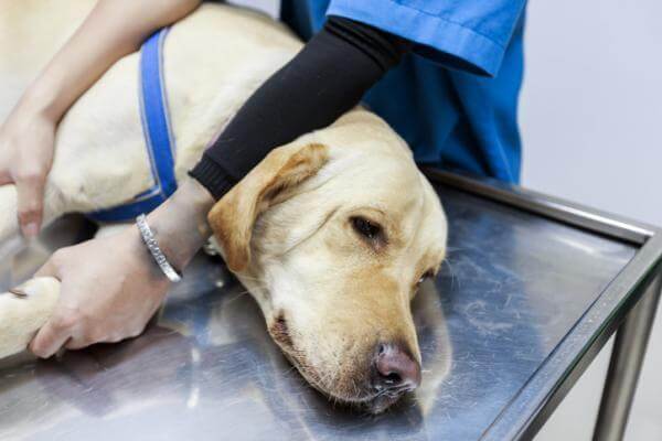 Polimiositis idiopática en perros: qué es y cómo tratarla