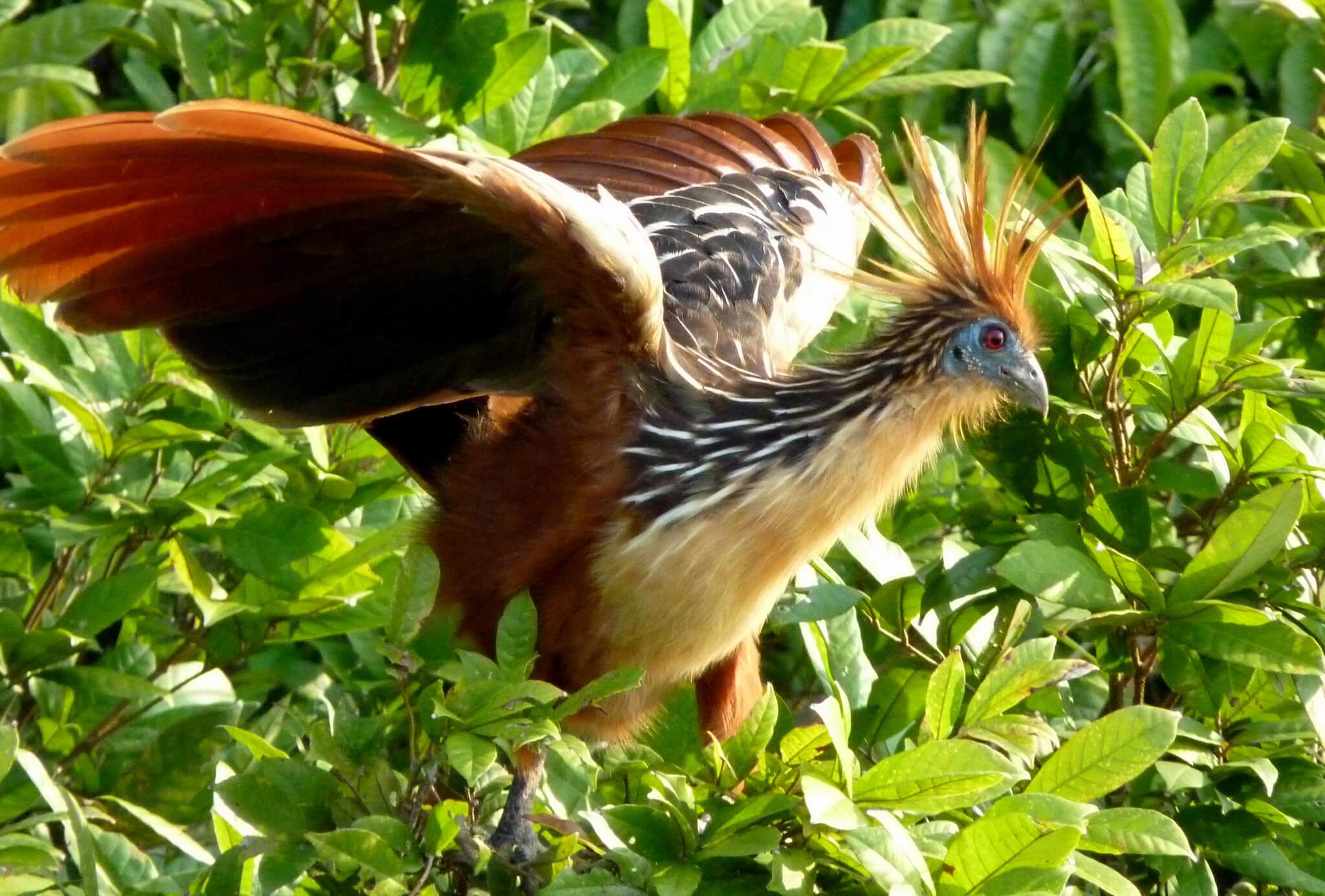 The hoatzin.