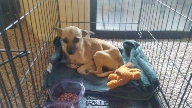 La pareja rescata a la perrita en un momento crucial, debían intervenirla para salvar su vida.