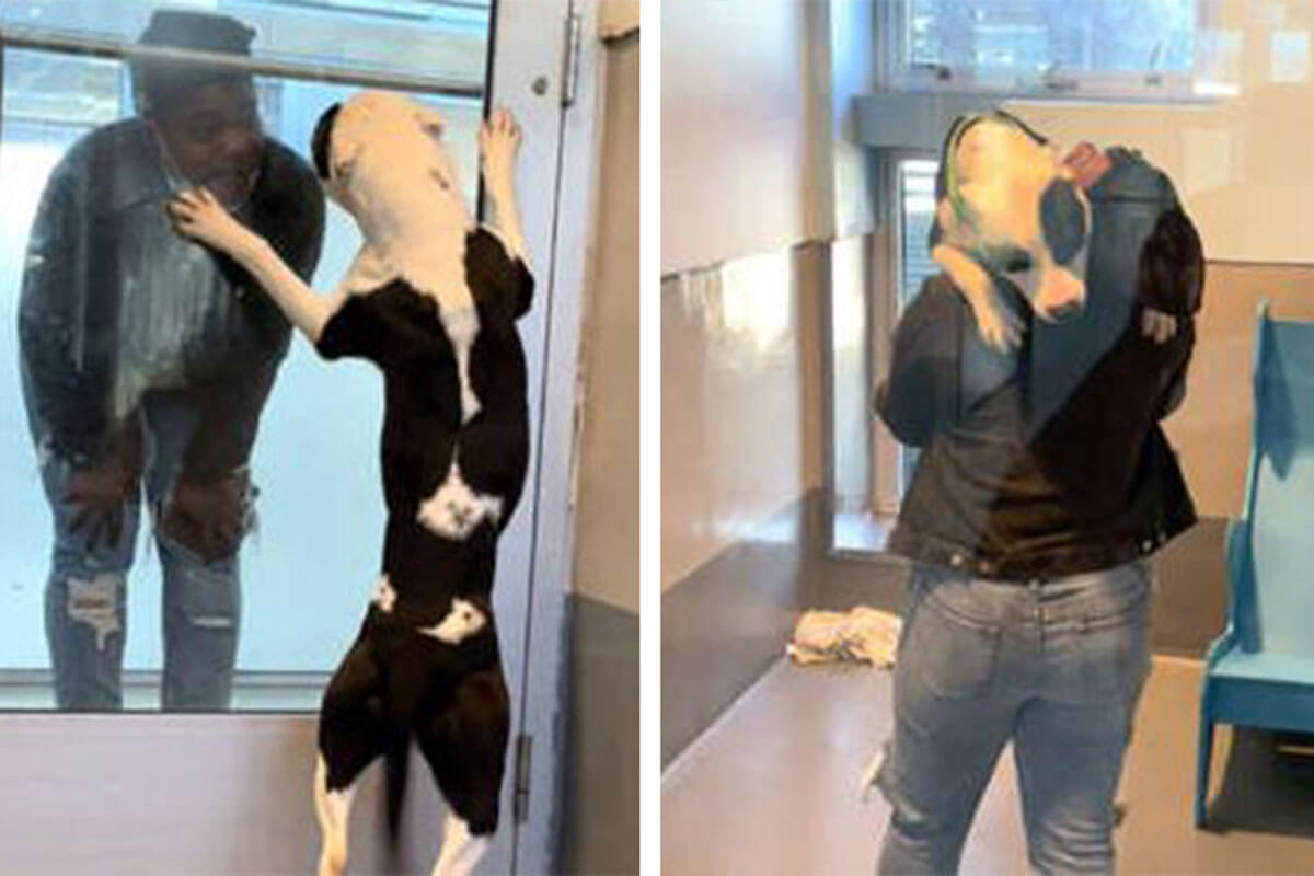 The dog who thought he had lost his family.