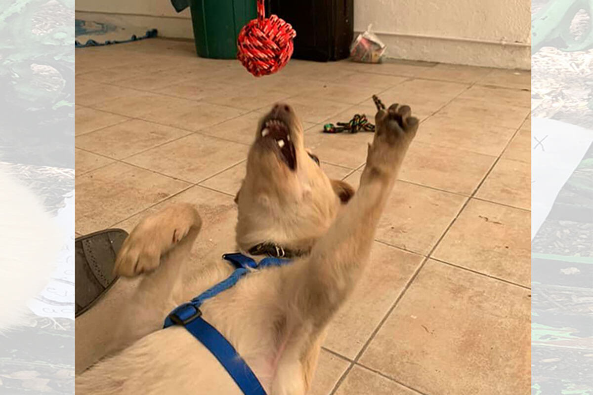 El perrito que antes se llamaba Max ahora tiene un nuevo nombre y espera ser adoptado.