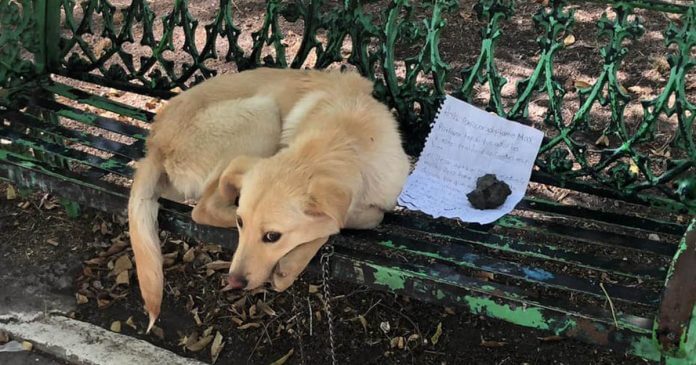 Perrito abandonado en un parque junto a una carta muy conmovedora