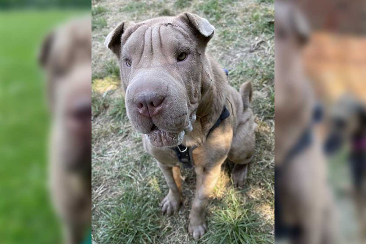 Fazla derisi olan bir köpek.