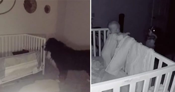 Perrito es registrado por el monitor de bebé cuando va a revisar a su hermanita todas las noches