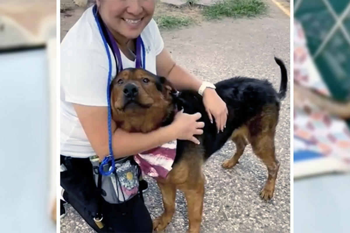 Apenas uma hora antes da eutanásia, o cachorro que havia perdido a esperança de viver foi adotado.