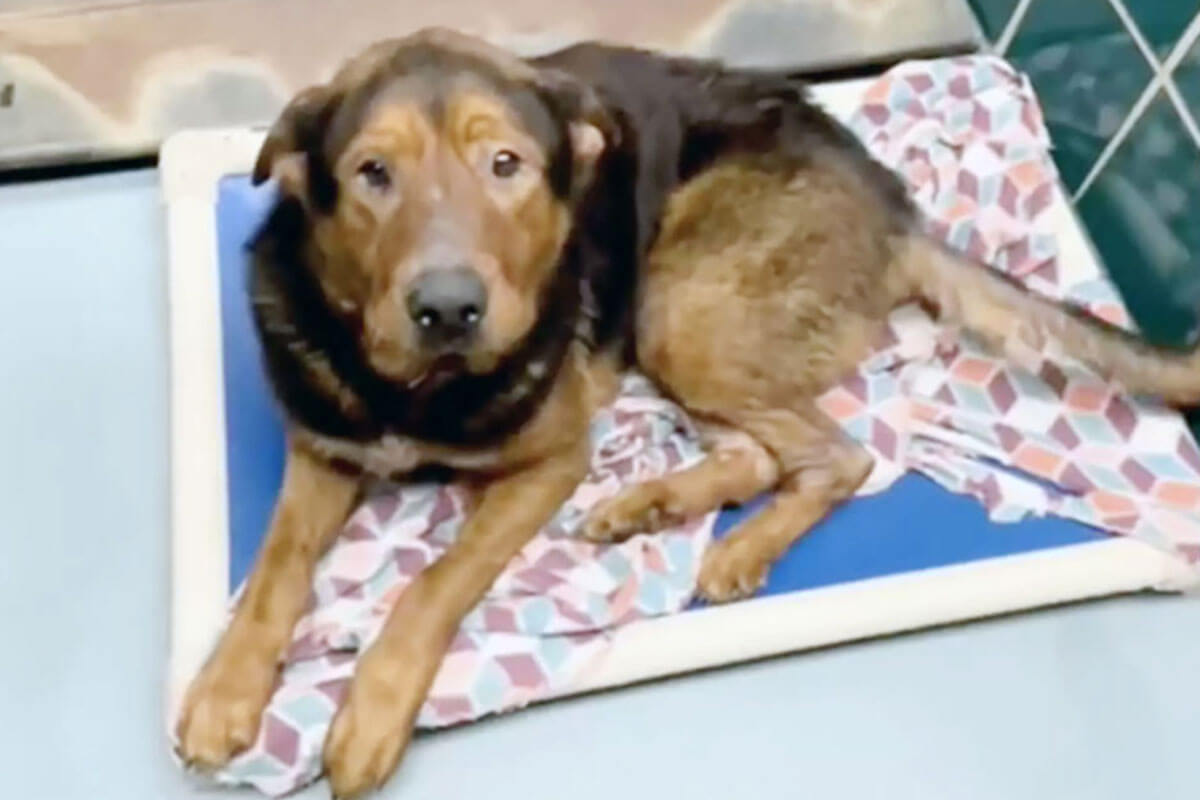 Bear é o cachorrinho que havia perdido a esperança de encontrar uma família para sempre e seria sacrificado.