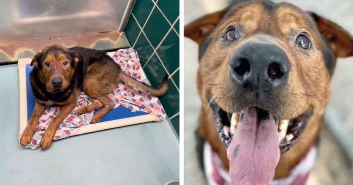Este perrito había perdido las esperanzas pero fue rescatado antes de su eutanasia
