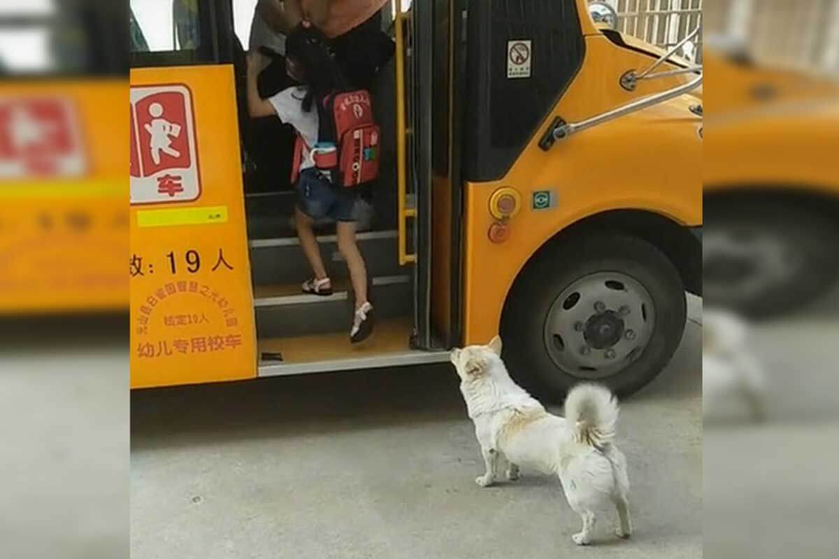 El perrito siempre espera que llegue al autobus y no se va hasta que su humana parte a salvo.