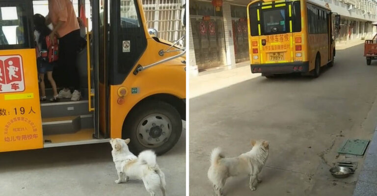 Perrito siempre espera junto a su pequeña humana el autobús, asegurándose de que esté a salvo