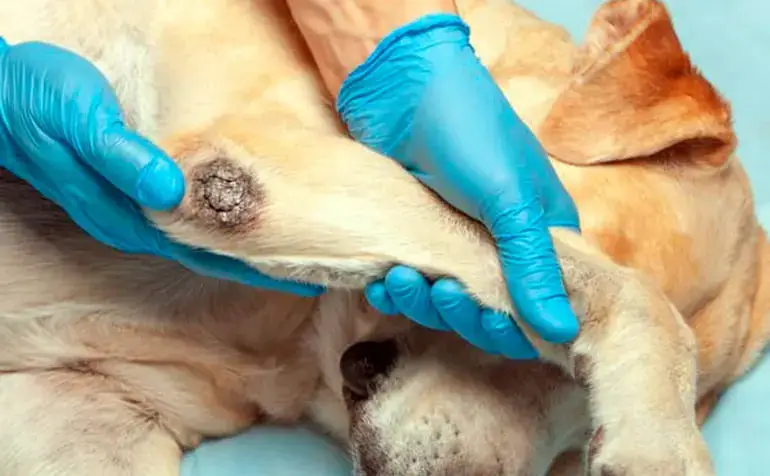 5 Tipps zur Behandlung von Ellbogenschwielen bei Hunden