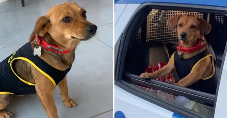 Policías adoptan perrita sin hogar que estaba en los huesos, ahora tiene su propio uniforme