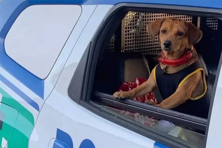 A cadela acompanha os policiais em suas atividades e usa a viatura quando quer.