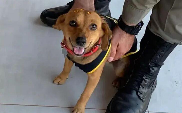 A cadela que os policiais adotaram era muito magra, mas fizeram um esforço para melhorar a saúde dela.