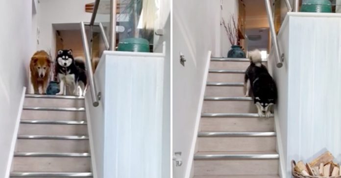 Rescataron a una perrita ciega, no sabía cómo bajar las escaleras pero su hermano le enseña a hacerlo
