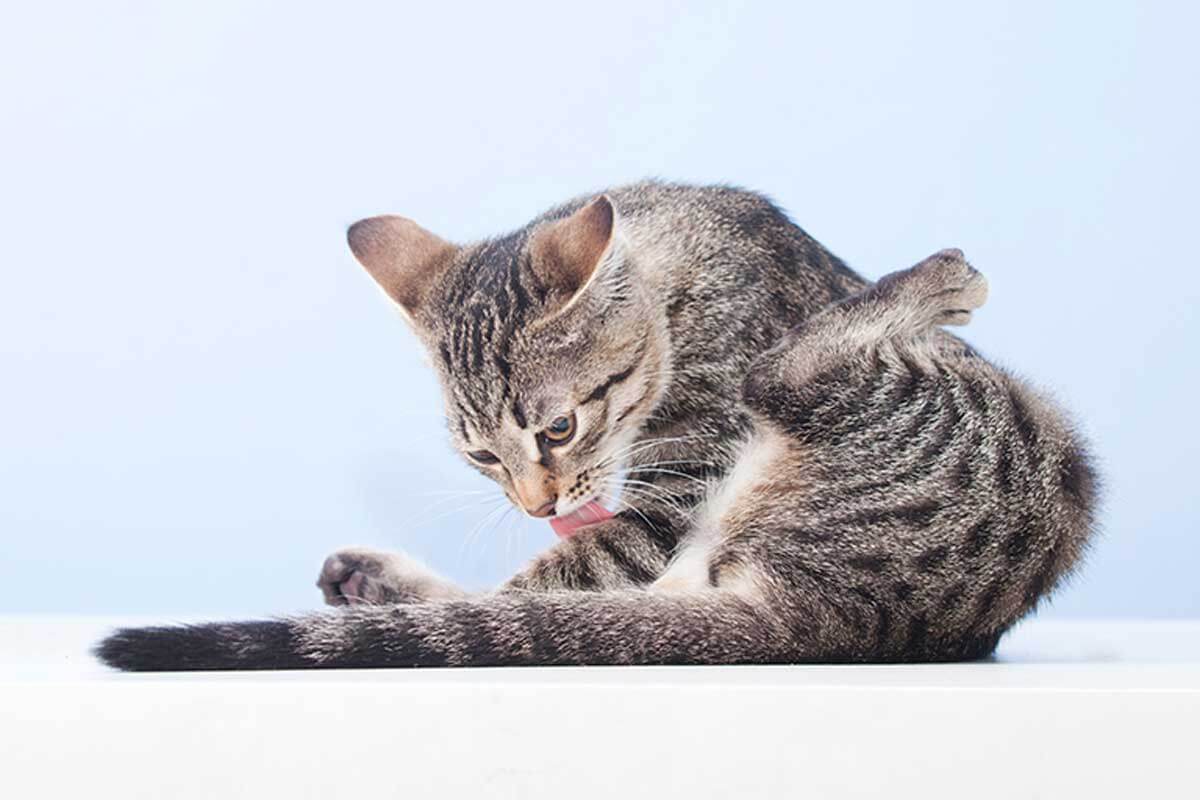 Aprende a identificar por qué tu gato se lame mucho según la zona en la que se enfoca.