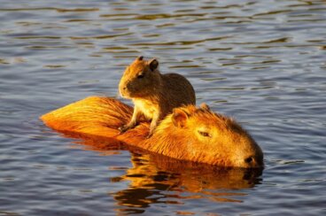 ¿Por qué el capibara es considerado el animal más amigable del mundo?