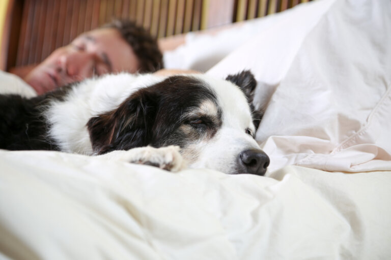 Descubre las razones por las que tu perrito ama dormir contigo, ¡y buenas noches!