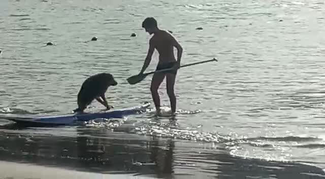 El surfista no perdió tiempo y se lanzó al agua sin ropa para poder salvar al peludito.