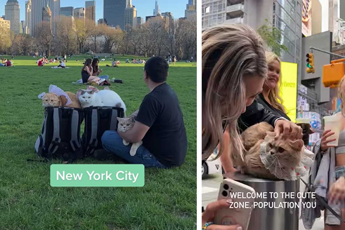 Este homem viaja pelo mundo com seus três gatinhos, que são sensações por onde passam.