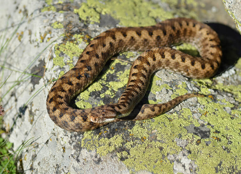 La víbora áspid: hábitat, reproducción y curiosidades