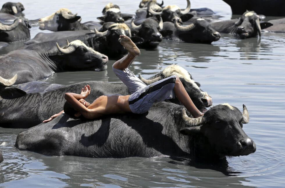 Water buffaloes.