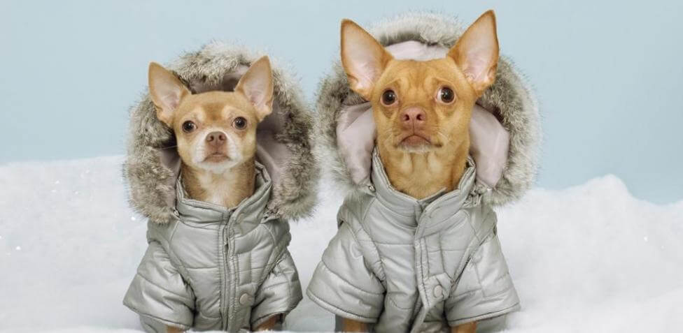 frío en los perros