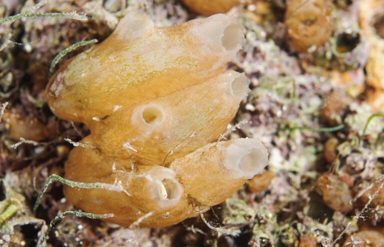 Las ascidias: hábitat, características y reproducción