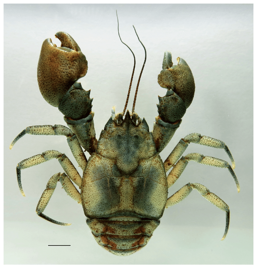 Pancora en vista ventral con aumento de microscopio